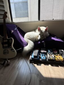 How we make custom Aminal Songs