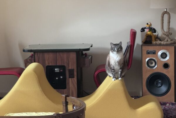 how we make songs about cats